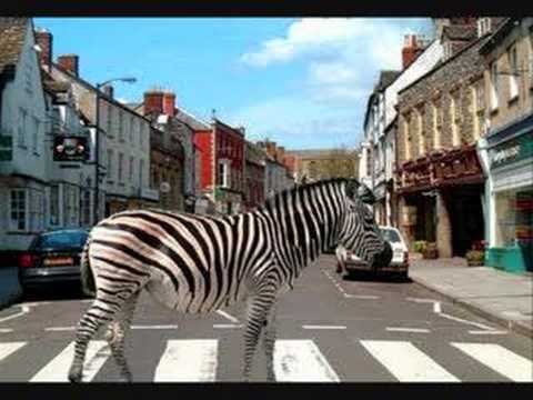 Zebras Crossing The Street Descarregar gratis el to de trucada
