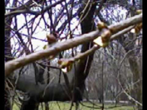 Theme From Paradise آهنگ زنگ دانلود رایگان