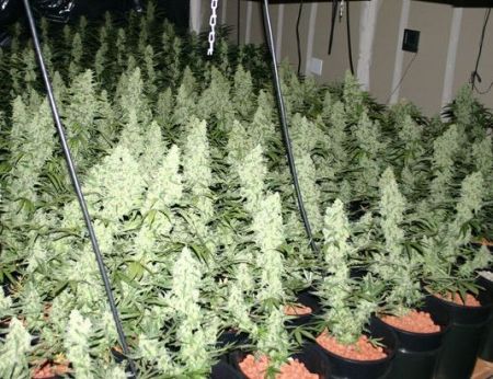 Sea Of Green Dzwonek Pobierz za darmo
