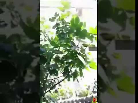 Dead Persons آهنگ زنگ دانلود رایگان