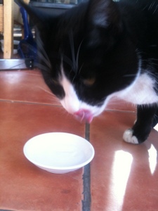 Coco-Cat-Love Klingelton kostenlos herunterladen