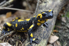 Salamandra's Dreams Ringtone Muat turun Percuma