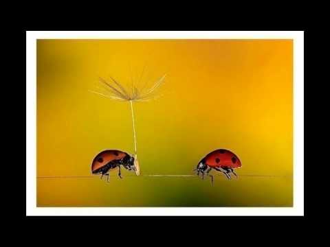 Polka (Extended Version) Preuzimanje zvona Besplatno