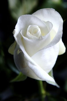 White Rose Рингтоне Довнлоад Бесплатно