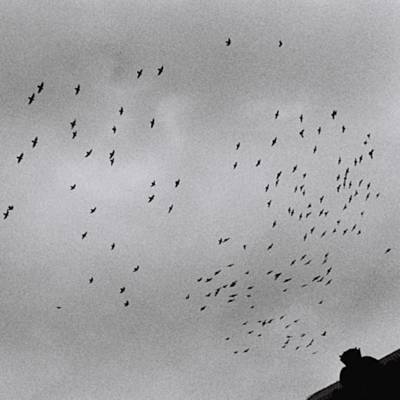 Birds آهنگ زنگ دانلود رایگان