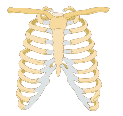 Ribs Download de Toques Gratuitos