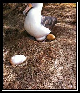 The Bird Рингтоне Довнлоад Бесплатно
