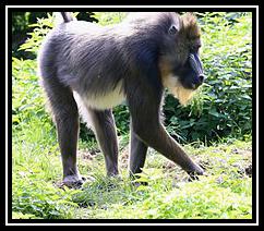 Mandrill 벨소리 무료 다운로드