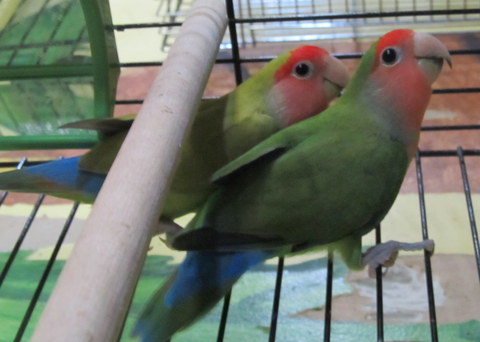 It Birds Birds Birds! Ringetone Download gratis