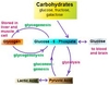 Carbohydrate Soittoääni Lataa ilmaiseksi