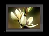 Magnolia 벨소리 무료 다운로드