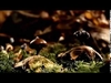 The Moment (Original Mix) Vyzvánění ke stažení zdarma