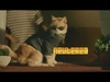 Kill The Cat Ringtone downloaden gratis