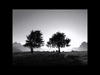 Two Trees Zil sesi İndir Bedava