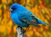 Strange Birds రింగ్‌టోన్ డౌన్‌లోడ్ ఉచితం