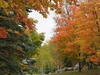Les Feuilles Mortes Download de Toques Gratuitos