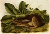 AUDUBON ರಿಂಗ್‌ಟೋನ್ ಡೌನ್‌ಲೋಡ್ ಉಚಿತ