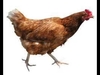 Apache ரிங்டோன் பதிவிறக்கம் இலவசம்