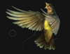 Birds Ringtone Ladda ner gratis