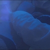 Devia Ir Ringtone Download Free
