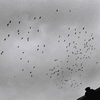 Birds Melodija Parsisiųsti Nemokama