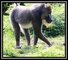 Mandrill آهنگ زنگ دانلود رایگان