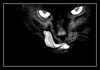 Black Cat Smile Ringtone Ladda ner gratis