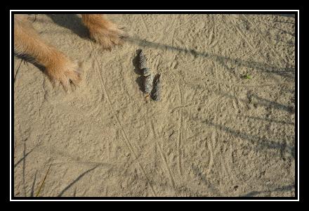 Dunes آهنگ زنگ دانلود رایگان