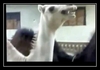 Camel Jazz Vyzvánění ke stažení zdarma