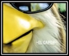 Shut Up Chicken (Radio Edit) Ringtone Ladda ner gratis