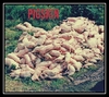 Pigskin 벨소리 무료 다운로드
