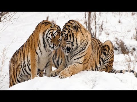 Animal Planet Zvana signāls Lejuplādēt Bezmaksas