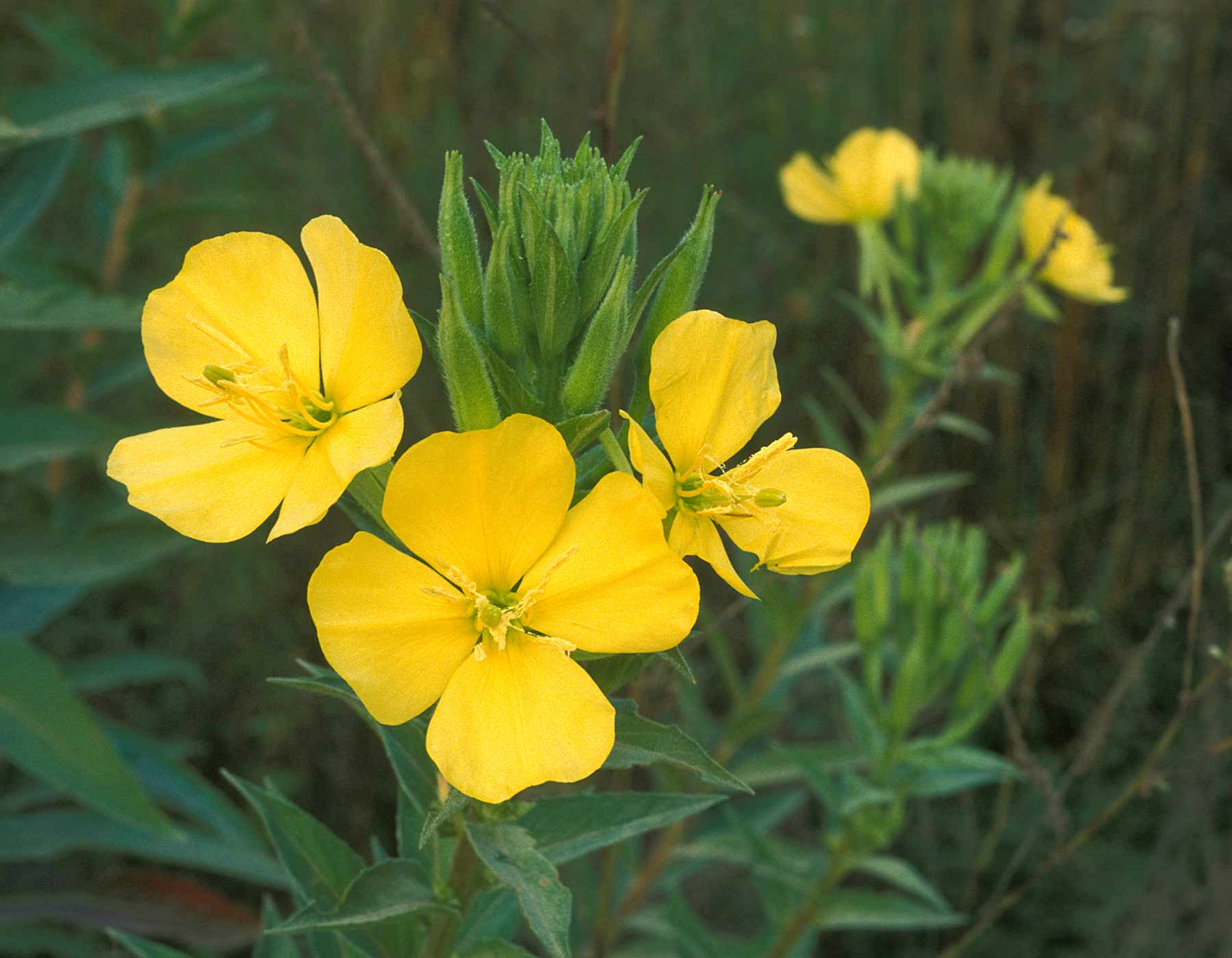 Evening Primrose Preuzimanje zvona Besplatno