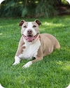 Pit Mix 3 Melodija Parsisiųsti Nemokama