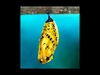 In My Cocoon (Original Mix) آهنگ زنگ دانلود رایگان